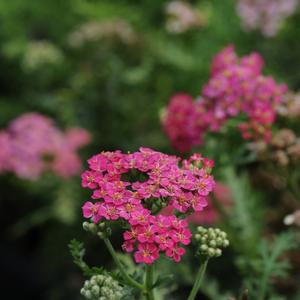 Achillea millefolium 'Rose'