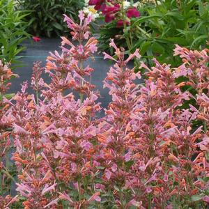 Agastache 'Ambrosia'