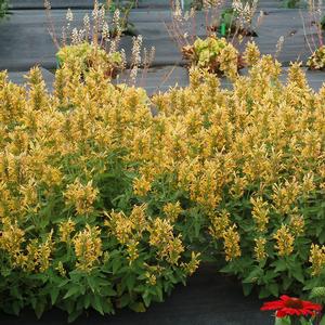 Agastache 'Butter Yellow'