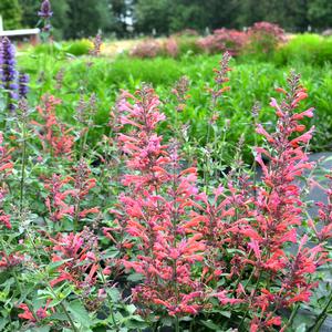 Agastache 'Coral'