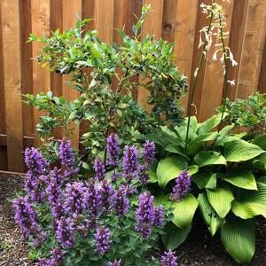 Agastache 'Dark Blue'