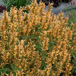 Agastache 'Gold'