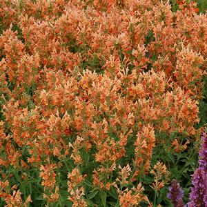 Agastache 'Orange'