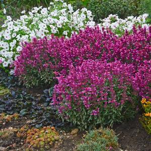 Agastache 'Rosie Posie'