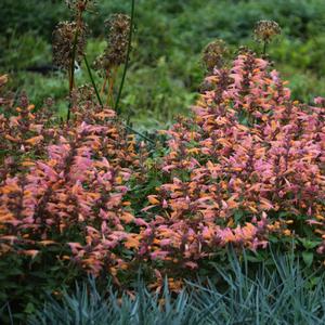 Agastache aurantiaca 'Mango Tango'