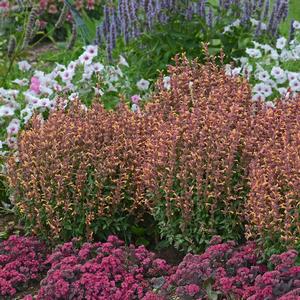 Agastache rupestris 'Peachie Keen'