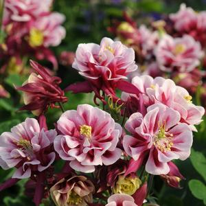 Aquilegia vulgaris 'Double Red & White'