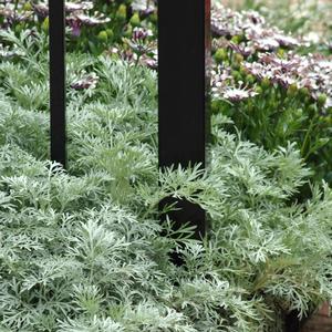 Artemisia 'Powis Castle'