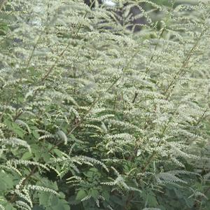 Aruncus 'Misty Lace'