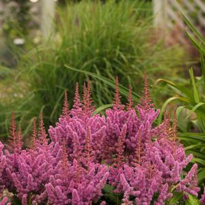 Astilbe chinensis 'Visions'