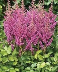Astilbe chinensis 'Visions in Pink'