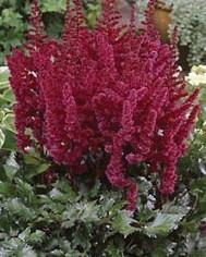 Astilbe chinensis 'Visions in Red'