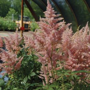 Astilbe japonica 'Peach Blossom'