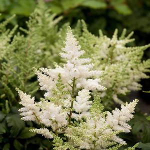 Astilbe japonica 'White'