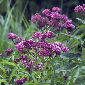 Asclepias incarnata 'Cinderella'