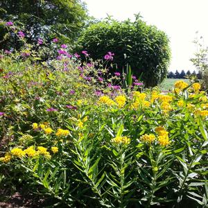 Asclepias tuberosa 'Hello Yellow'