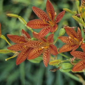 Belamcanda chinensis 'Freckle Face'