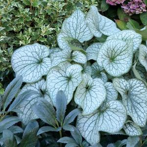 Brunnera macrophylla 'Alexander's Great'