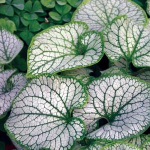 Brunnera macrophylla 'Jack Frost'