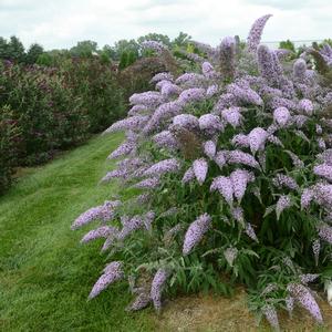 Buddleia 'Grand Cascade'