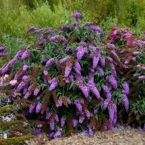 Buddleia 'Violet Cascade'