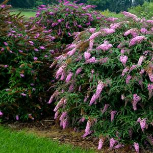 Buddleia davidii 'Pink Cascade'