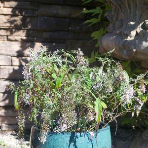 Buddleia davidii 'Wisteria Lane'