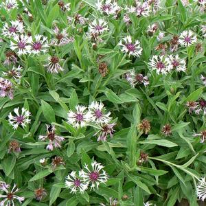 Centaurea montana 'Amethyst in Snow'