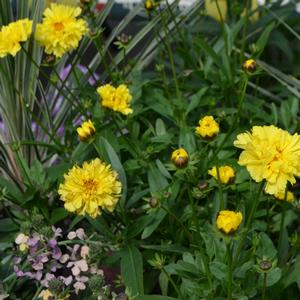 Coreopsis 'Charlize'