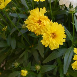 Coreopsis 'Sophia'