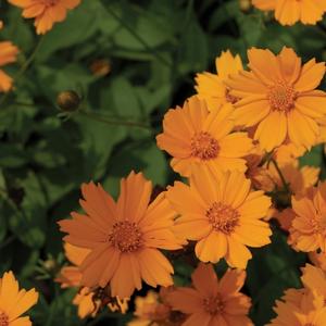 Coreopsis auriculata 'Nana'