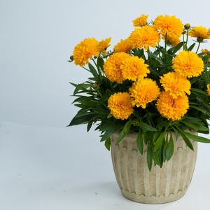 Coreopsis grandiflora 'Golden Sphere'