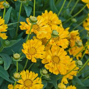 Coreopsis grandiflora 'Jethro Tull'