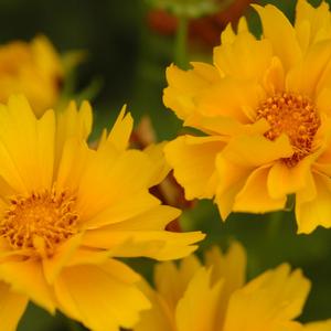 Coreopsis grandiflora 'Presto'