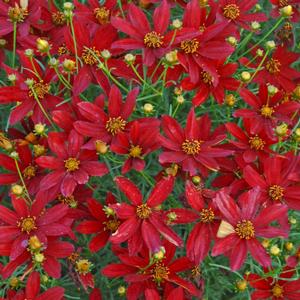 Coreopsis verticillata 'Hot Paprika'