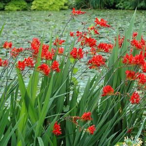 Crocosmia 'Lucifer'