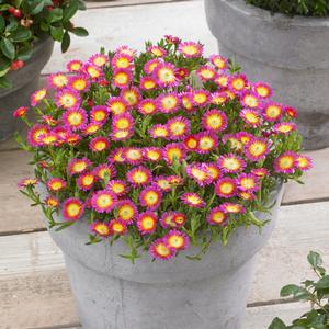 Delosperma cooperi 'Hot Pink Wonder'