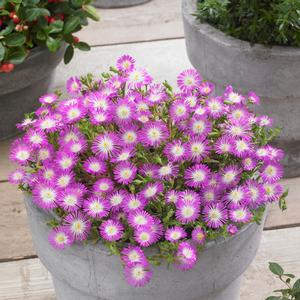 Delosperma cooperi 'Violet Wonder'