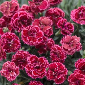 Dianthus 'Black Cherry Frost'