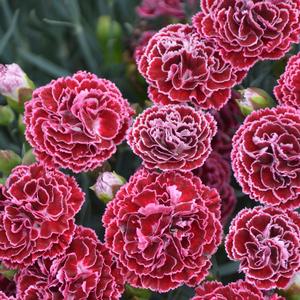 Dianthus 'Cherry Vanilla'