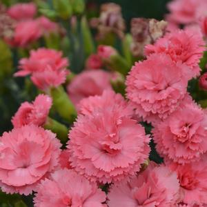 Dianthus 'Classic Coral'