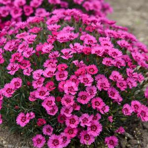 Dianthus 'Paint the Town Fancy'