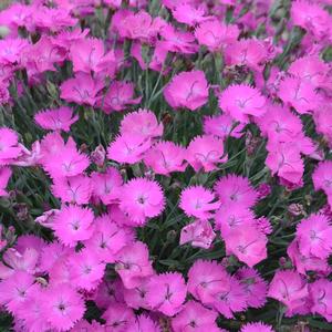 Dianthus 'Paint the Town Fuchsia'