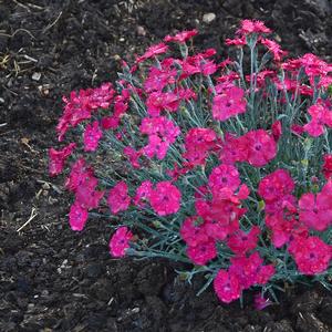 Dianthus 'Paint the Town Magenta'