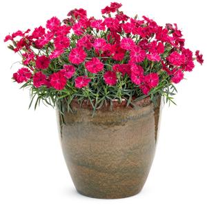 Dianthus 'Paint the Town Red'