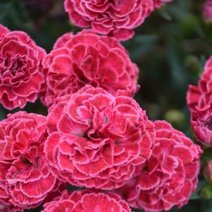 Dianthus 'Raspberry Ruffles'