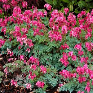 Dicentra 'King of Hearts'