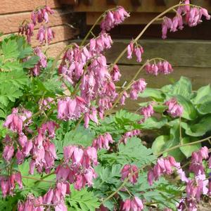 Dicentra 'Luxuriant'