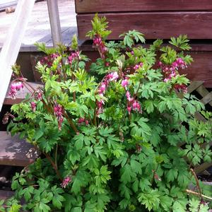 Dicentra spectabilis 