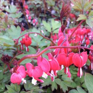 Dicentra spectabilis 'Valentine'